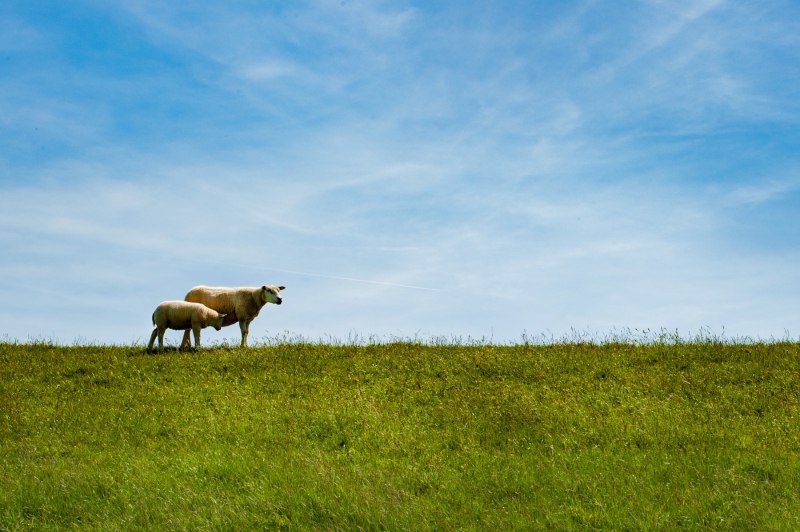 ameland_298